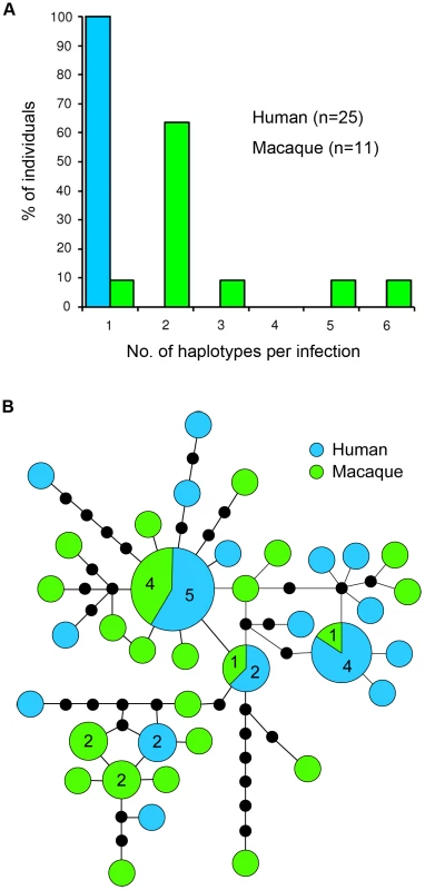 Diversity and haplotype network of <i>P. knowlesi</i> mtDNA genome.