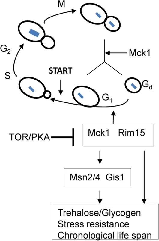 A model showing that transition-phase cell cycle, cell size and the acquisition of quiescence-related characteristics are coordinated by Mck1 and Rim15.