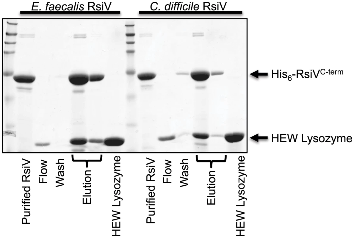 Extracellular domain of RsiV from <i>C. difficile</i> and <i>E. faecalis</i> RsiV bind lysozyme.