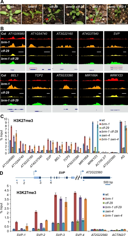 Removal of CLF or SWN activity in <i>brm</i> background results in a substantial decrease of H3K27me3 deposition.