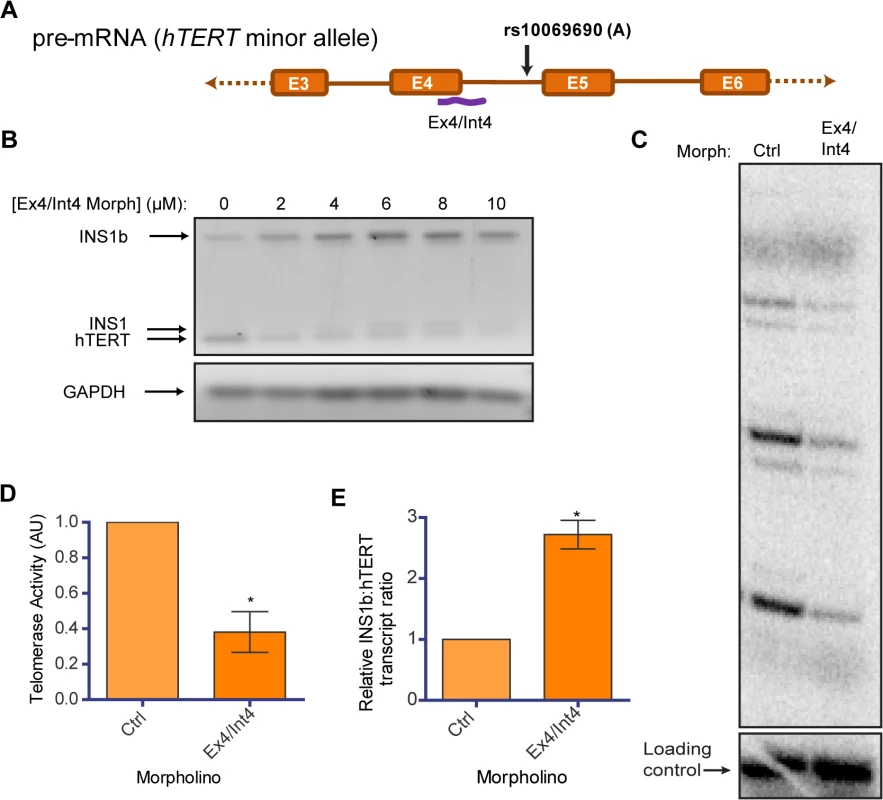 Endogenous modulation of hTERT intron 4 alternative splicing affects telomerase activity.