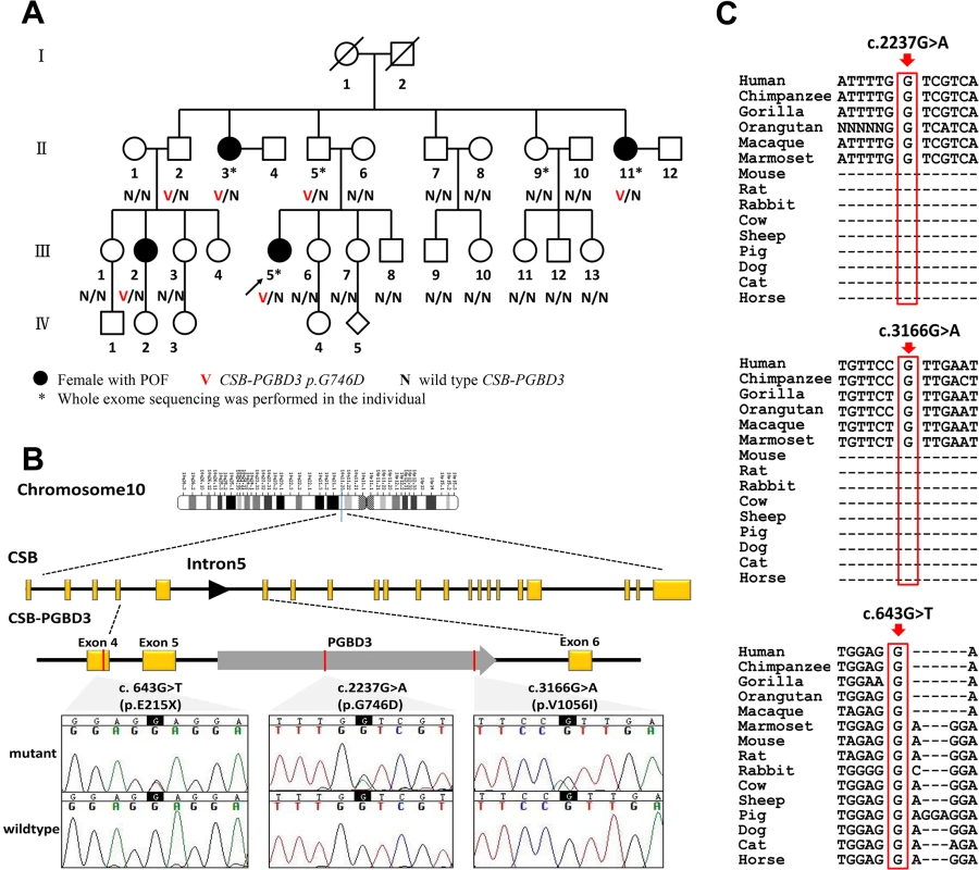 CSB-PGBD3 mutations identified in the index family with POF and sporadic cases.