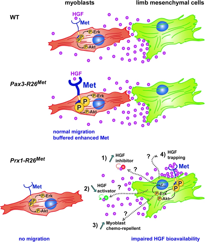 Schematic representation summarizing the different molecular and phenotypic effects of enhanced Met expression in myoblasts and limb mesenchymal cells.