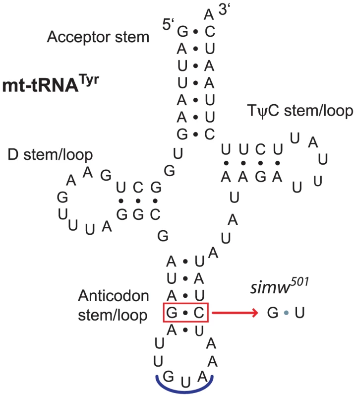 A mtDNA polymorphism in the <i>D. simulans</i> mt-tRNA<sup>Tyr</sup> anticodon stem.