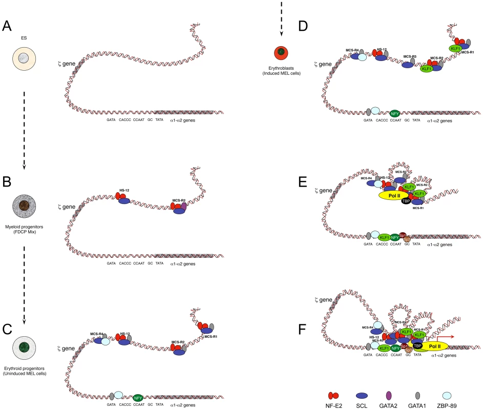 Model showing sequential order of TF binding on the mouse α-globin locus during erythropoiesis.