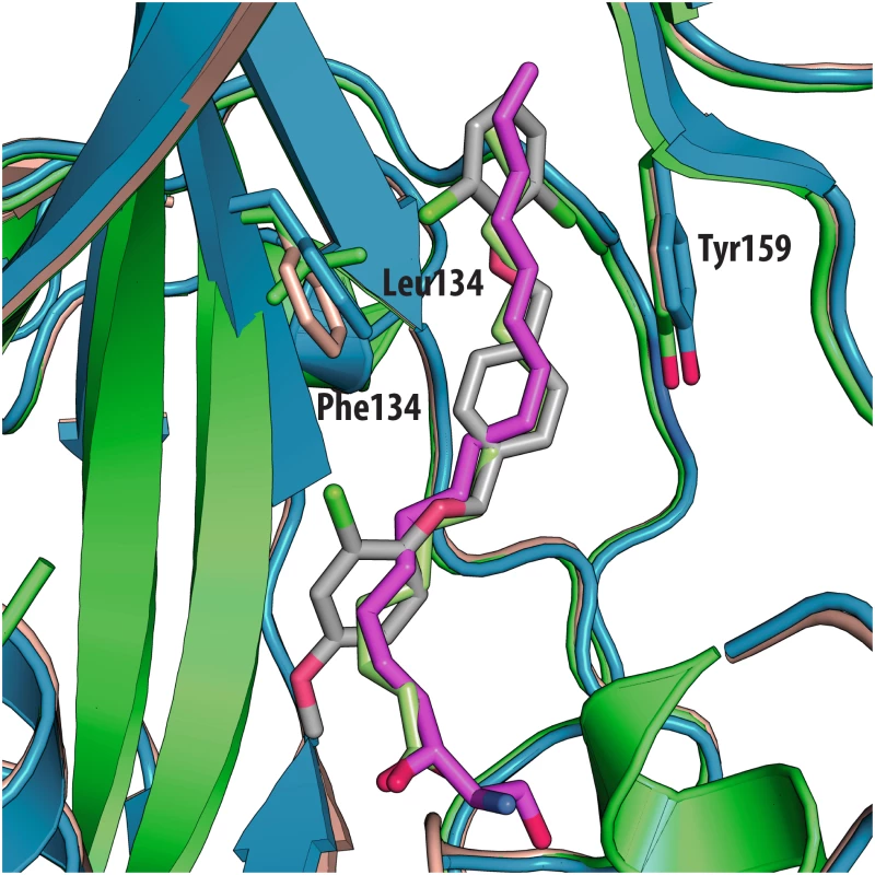 Superposition of VP1 structures of the 3 types of poliovirus (PDBid: 1HXS in green, 1EAH in light orange, 1PVC in blue).