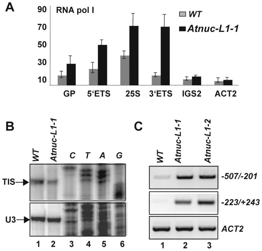Accumulation of RNA polymerase I and rRNA transcripts from the IGS in <i>Atnuc-L1</i> plants.