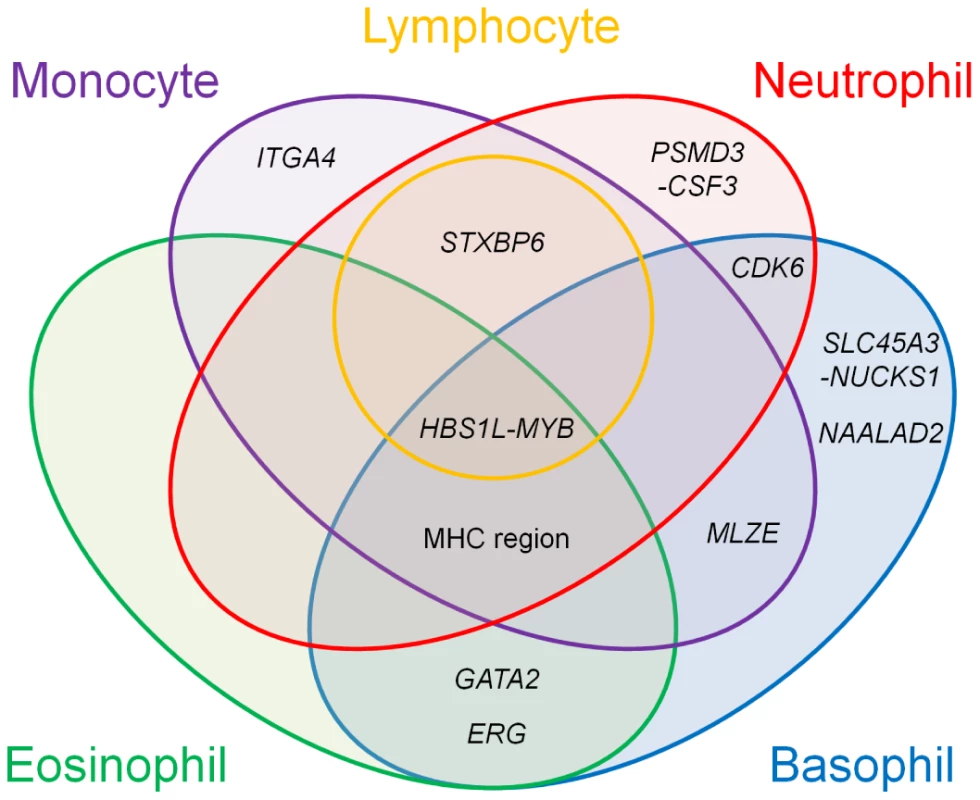 Venn diagram of the pleiotropic associations among the WBC subtypes.