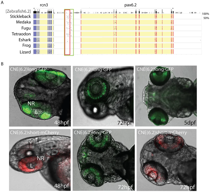 Identification of a novel enhancer specific for the inner nuclear layer of zebrafish retina.