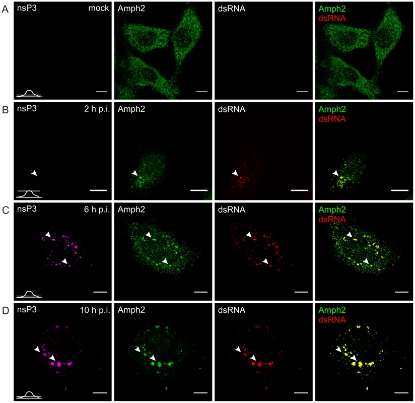 Recruitment of endogenous amphiphysin-2 to SFV replication sites in HeLa cells.