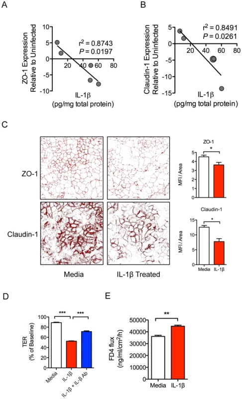IL-1β causes intestinal epithelial barrier dysfunction <i>in vivo</i> and <i>in vitro</i>.