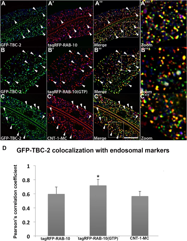 TBC-2 colocalizes with RAB-10 and CNT-1 on endosomes.