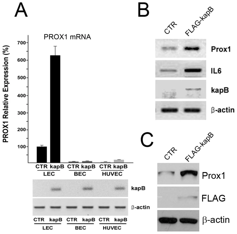 Kaposin-B upregulates PROX1 in primary lymphatic endothelial cells.