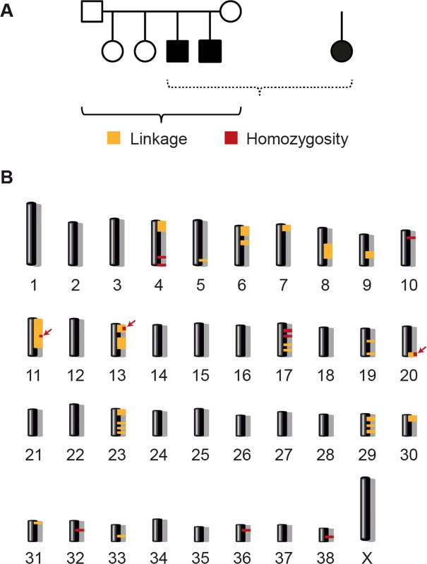 Linkage analysis and homozygosity mapping.