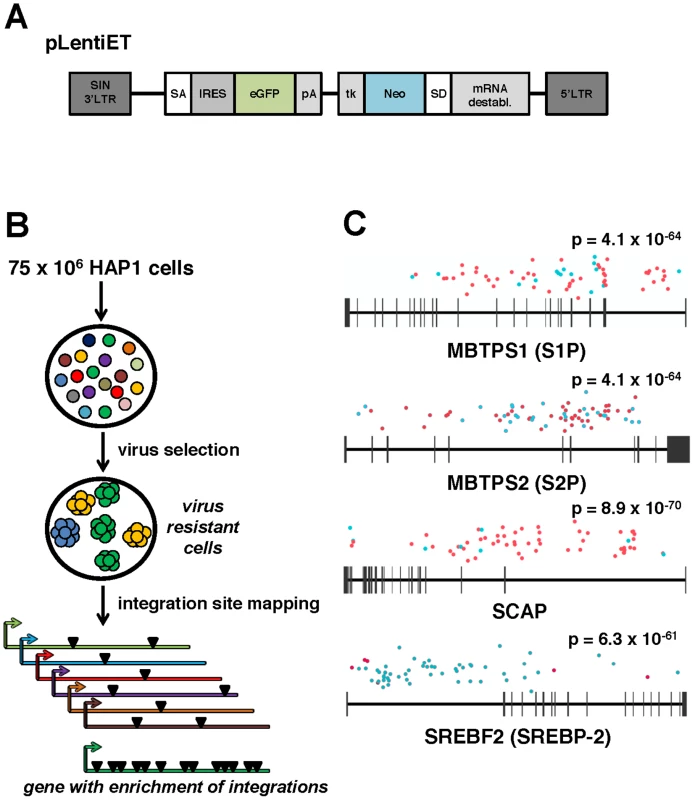 A forward genetic screen in human haploid cells identifies MBTPS1, MBTPS2, SCAP, and SREBF2 as required for ANDV infection.