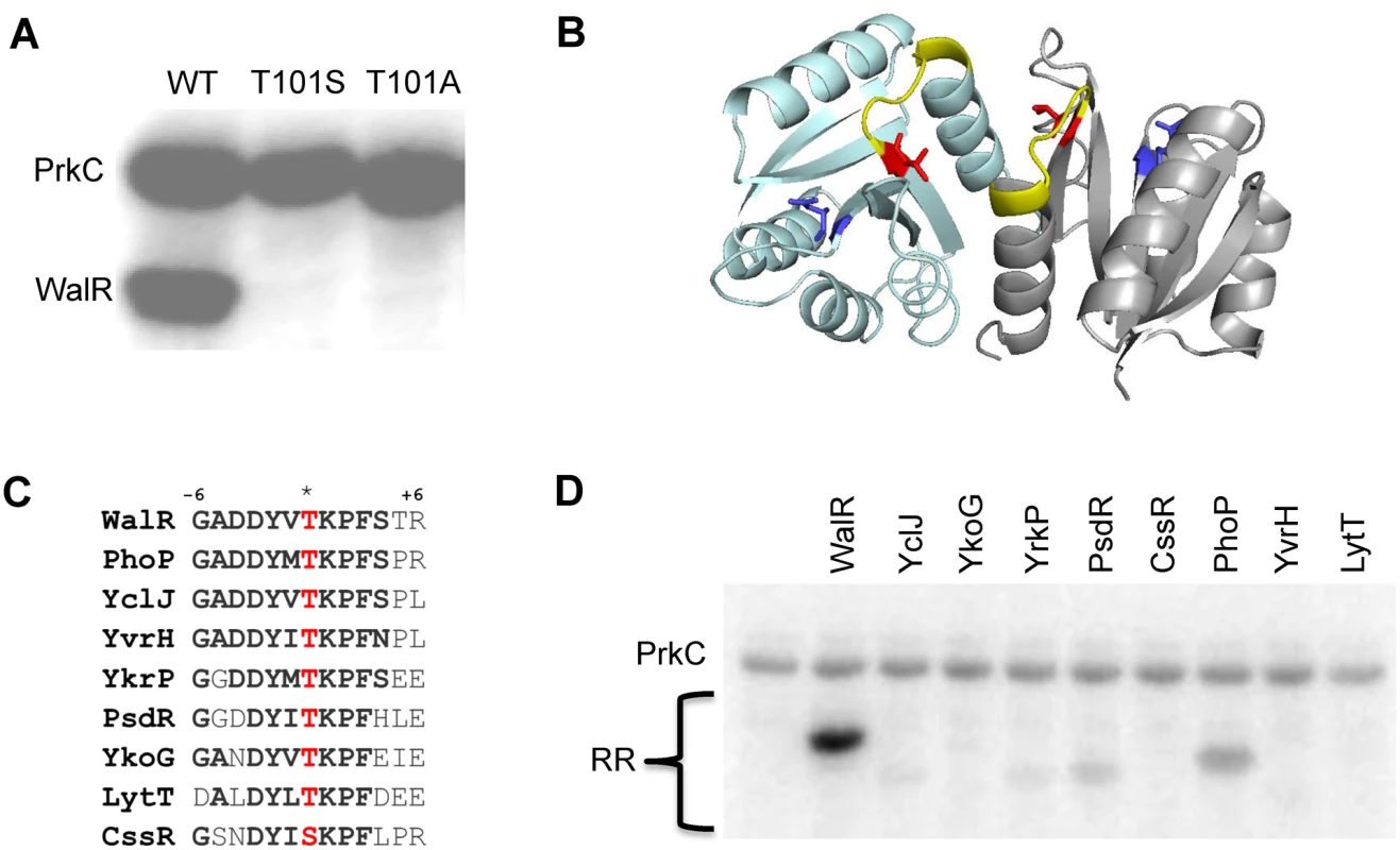 PrkC phosphorylates WalR Thr101 <i>in vitro</i>.