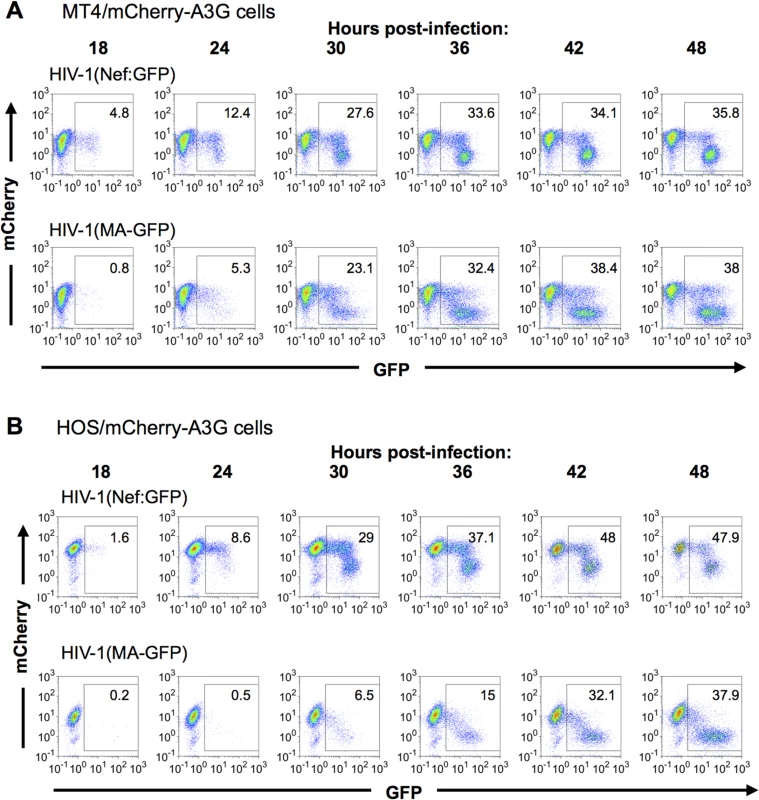 Dynamics of A3G down-regulation in populations of HIV-1 infected cells.
