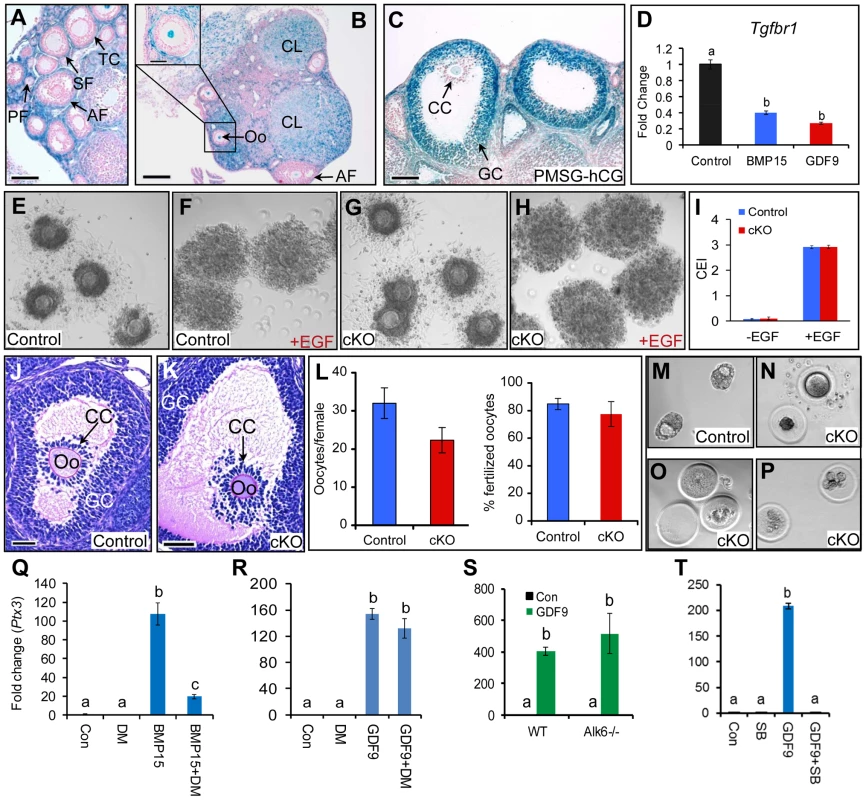 Cellular distribution and functional characterization of TGFBR1 in mouse ovary.