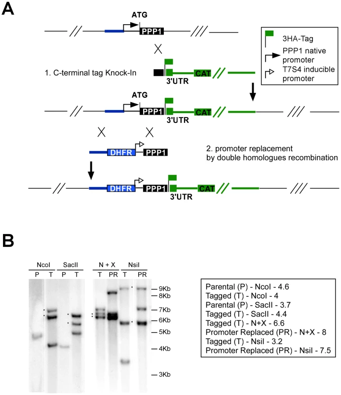 Isolation of a conditional <i>PPP1</i> mutant by promoter replacement.
