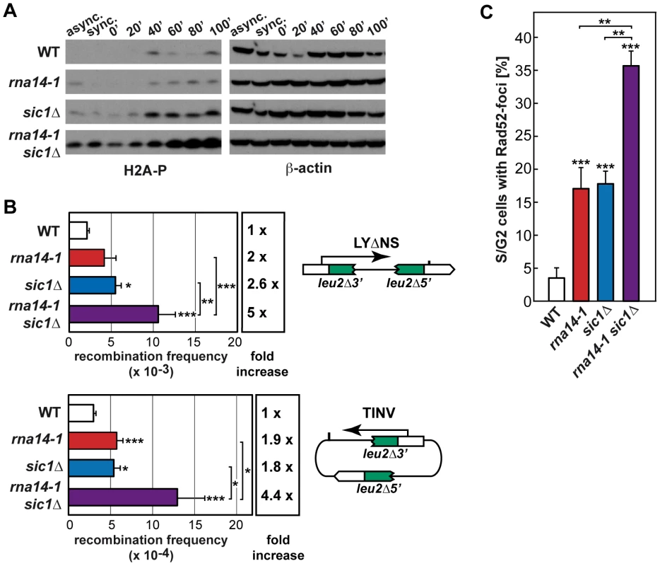 Absence of functional G1/S checkpoint leads to DNA damage and genomic instability in <i>rna14-1</i> cells.