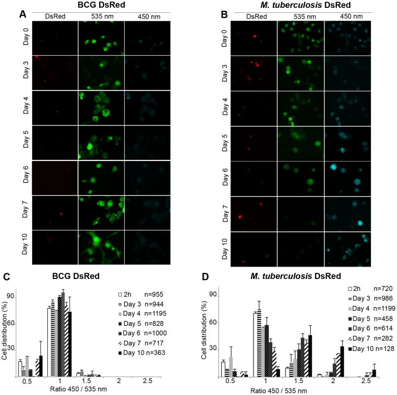 Unlike the attenuated BCG vaccine, virulent <i>M. tuberculosis</i> is able to induce phagosomal rupture in THP-1 macrophages.