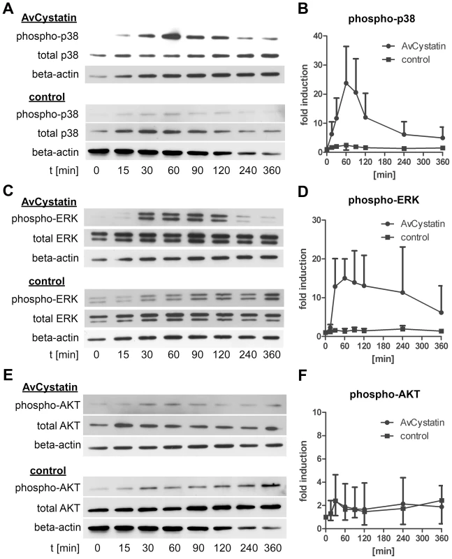 AvCystatin stimulation induces transient phosphorylation of p38 and ERK.