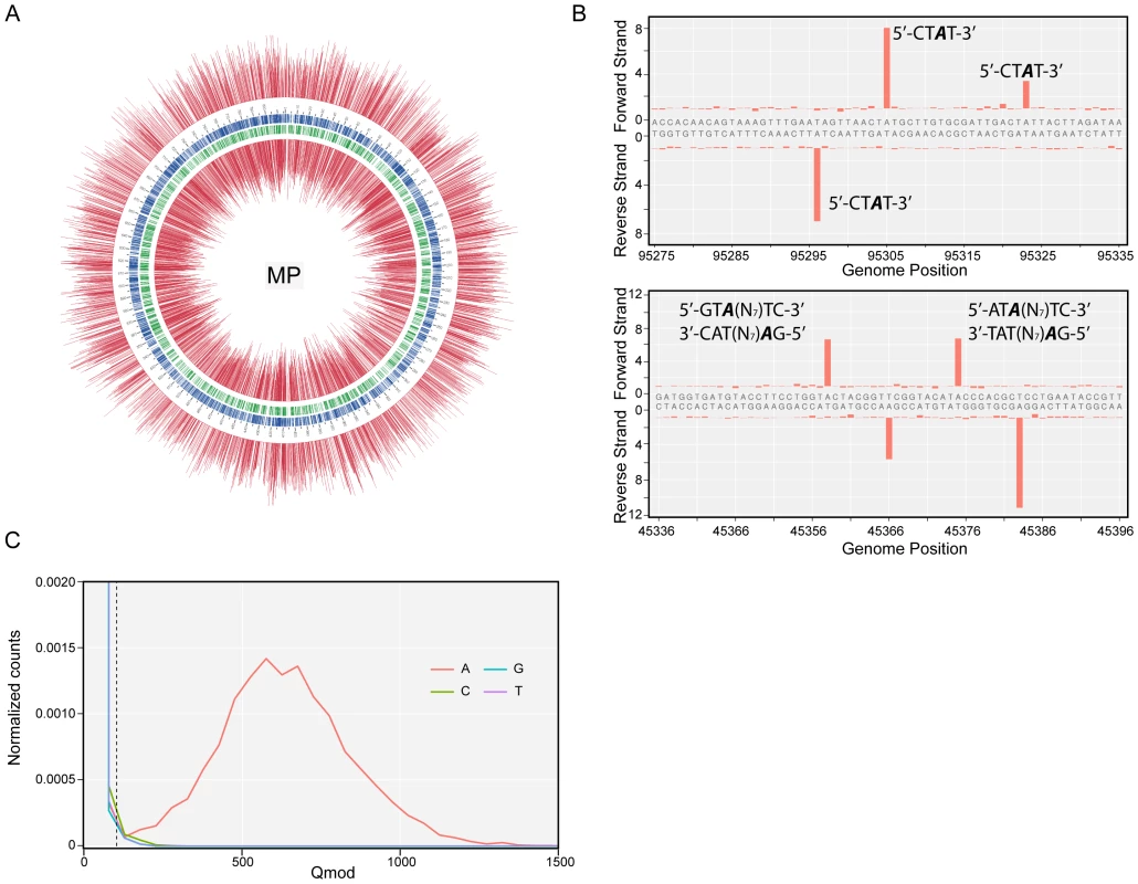 Methylome determination of <i>M. pneumoniae</i> by SMRT sequencing.