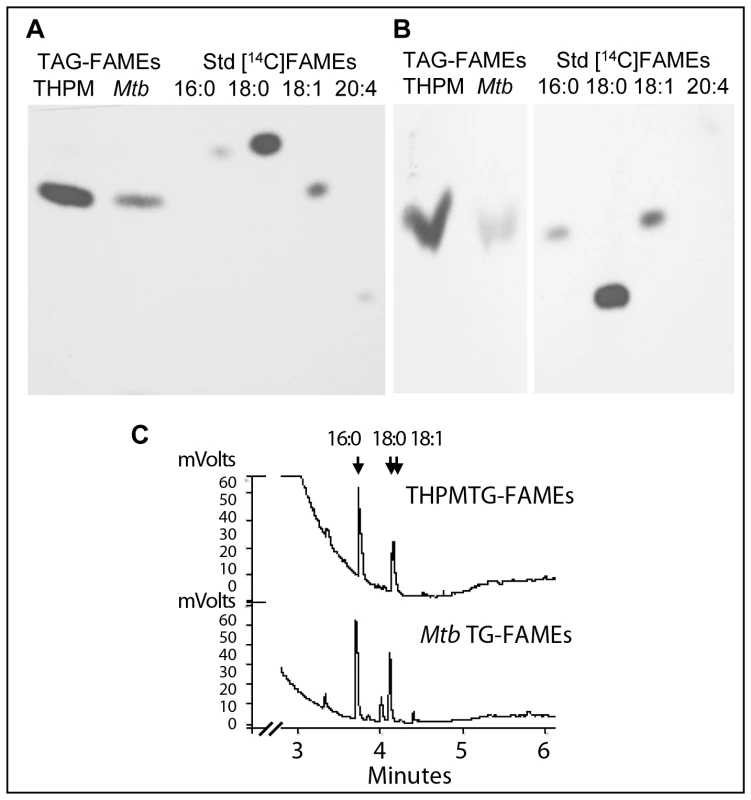 Fatty acid composition analysis confirms that <i>Mtb</i> incorporates host TAG-derived fatty acids directly into TAG.
