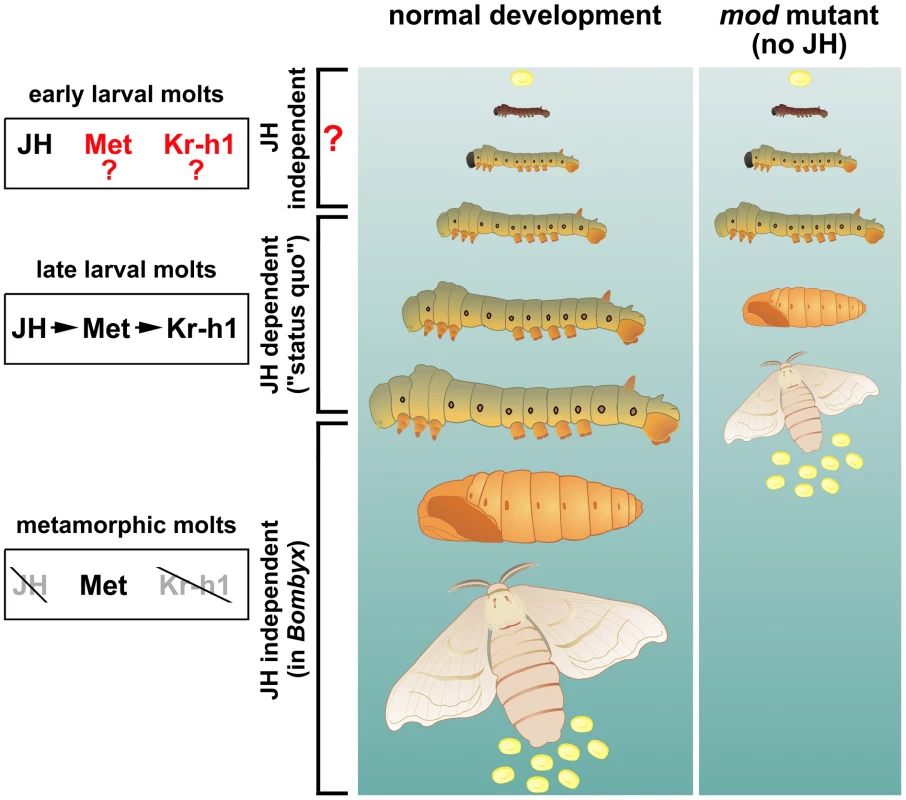 Development of the silkworm without juvenile hormones (JHs).