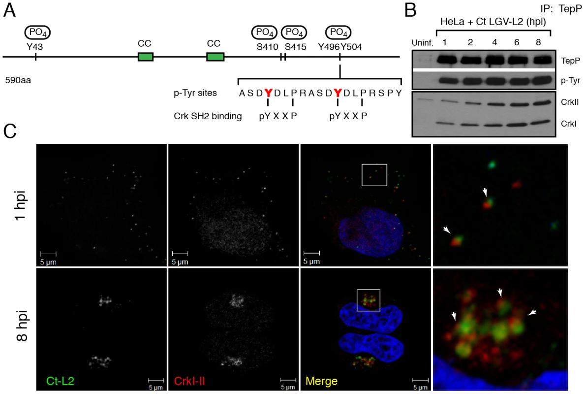 Crk-I and Crk-II bind to tyrosine-phosphorylated TepP and are recruited to nascent inclusions early during infection.