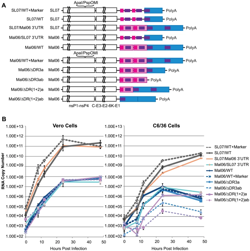 Replication kinetics of CHIKV variants in Vero and C6/36 cells.