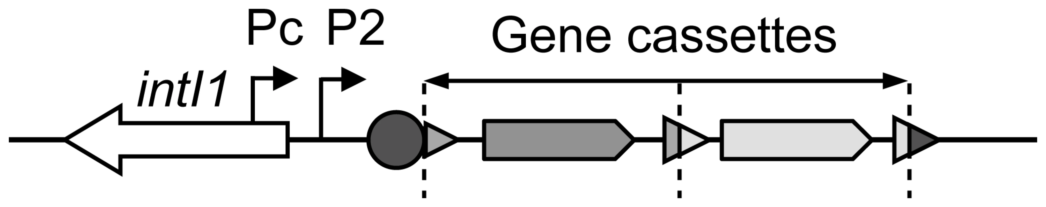 General structure of a class 1 integron.