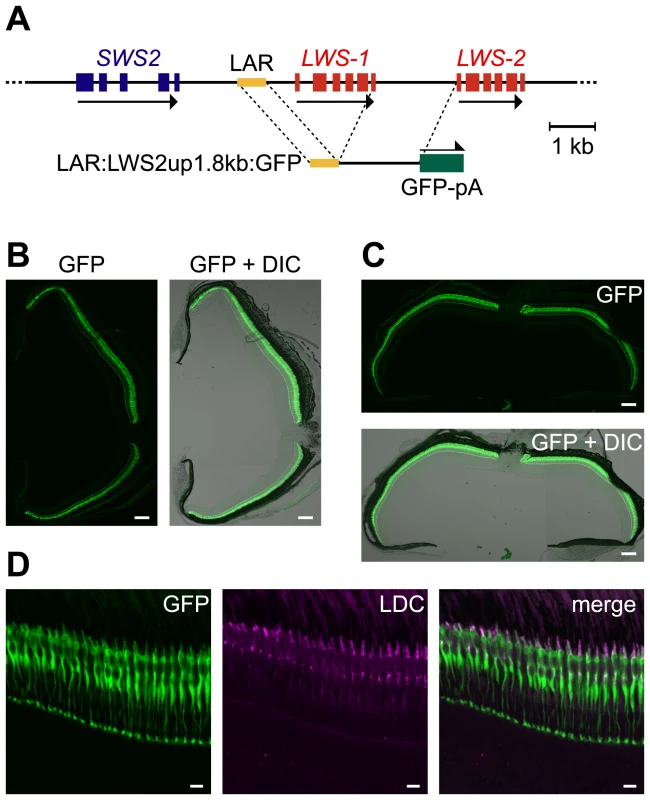 LDC–specific expression of GFP in the entire retina by LAR:LWS2up1.8kb:GFP.