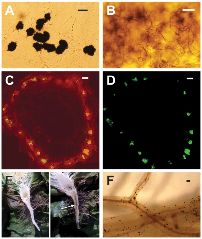 Characteristics of <i>Verticillium dahliae</i> (<i>Vd</i>) and <i>V. albo-atrum</i> (<i>Vaa</i>) used in the comparative genomics analyses, showing hallmark morphological features of the fungi, and aspects of plant colonization.