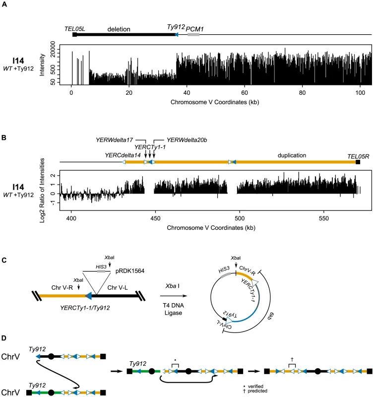 The dicentric structure of isolate I14 is resolved by Ty-mediated recombination.