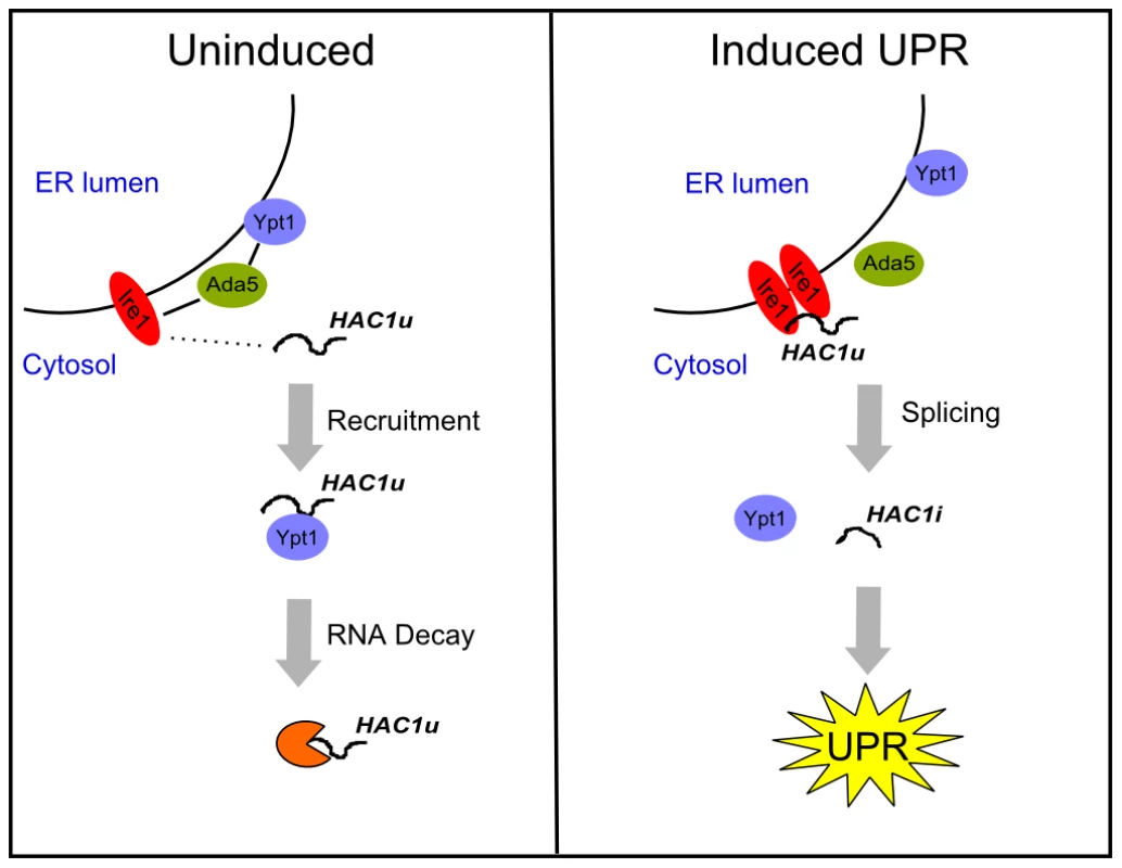 Ypt1 negatively regulates <i>HAC1</i>u RNA expression in the absence of ER stress.