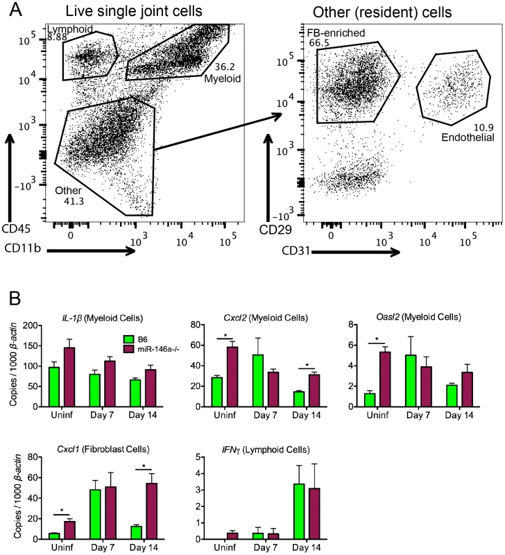 Effect of miR-146a in isolated joint cell populations early in infection.