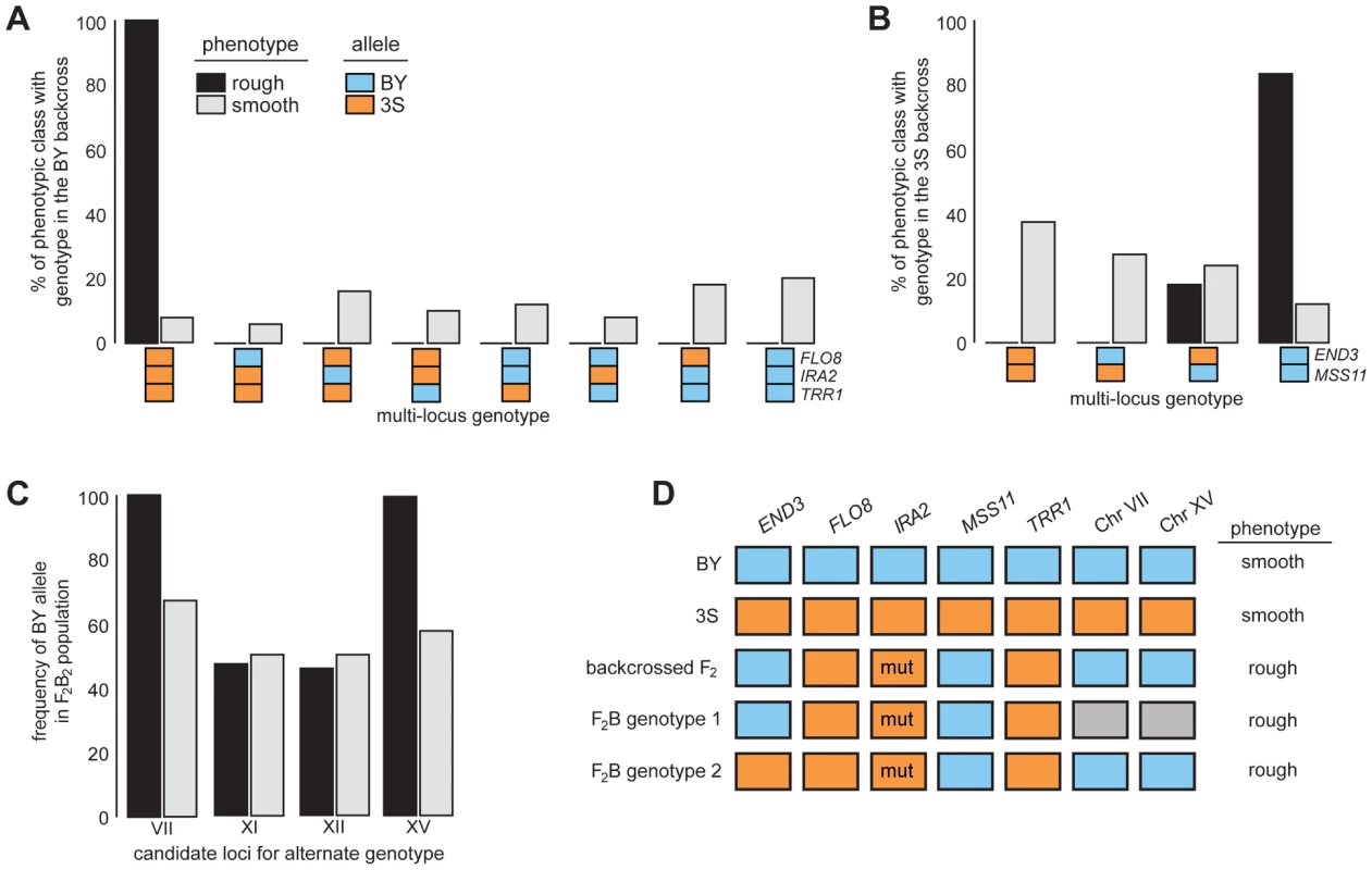 Segregation analysis of causal genes and identification of loci that complement <i>END3</i><sup>3S</sup>.