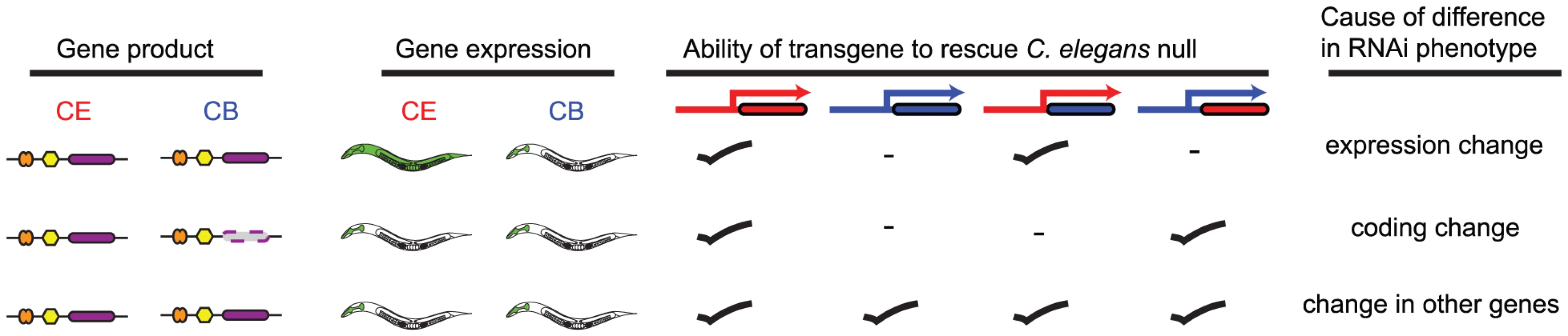 Schematic illustrating transgenic rescue approach.