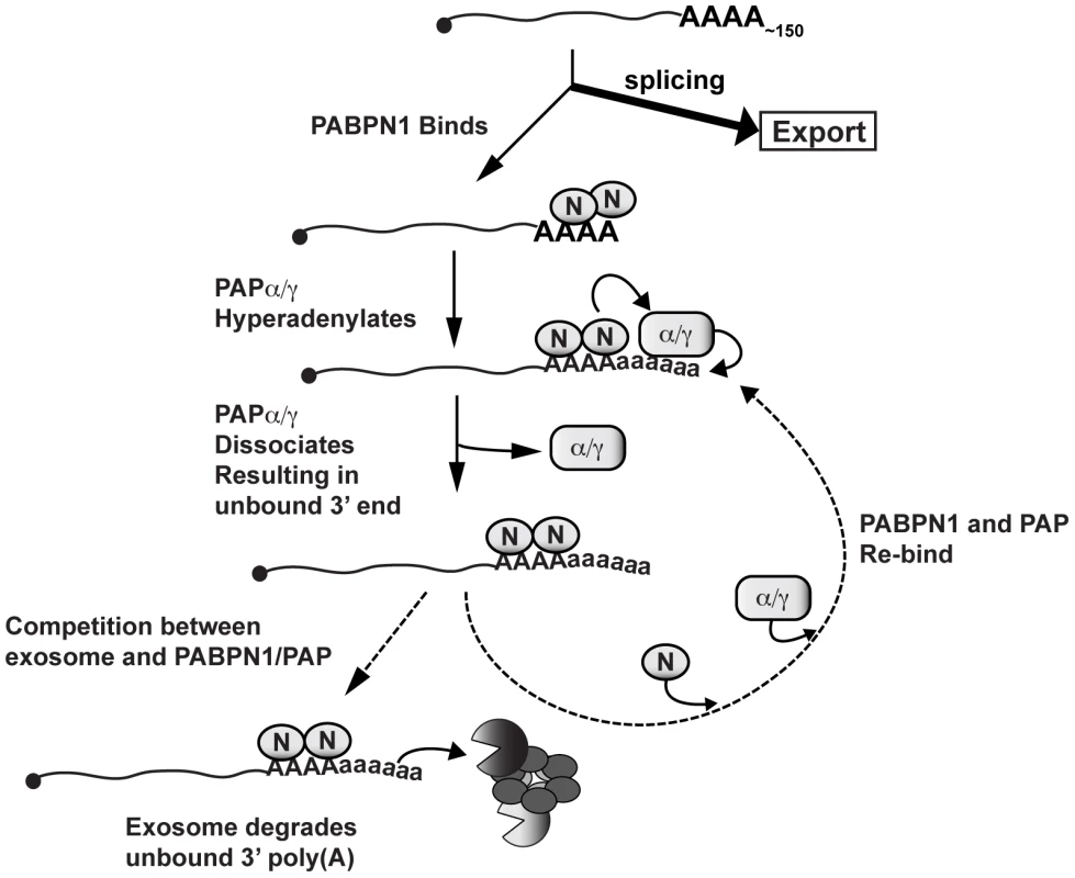 Model of PABPN1-mediated decay.
