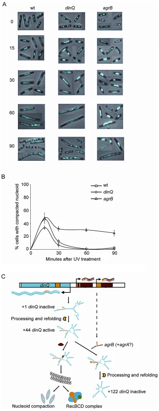Nucleoid compaction during DNA repair and model of regulation and mechanism of action for DinQ.