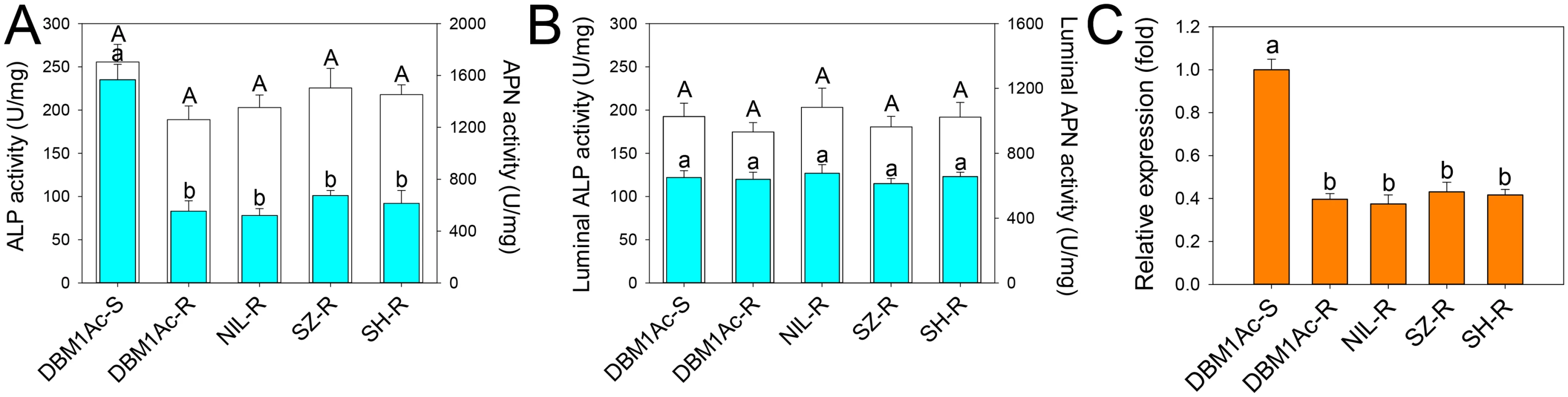 Reduced ALP levels in larval midgut samples from resistant compared to susceptible <i>P</i>. <i>xylostella</i> strains.