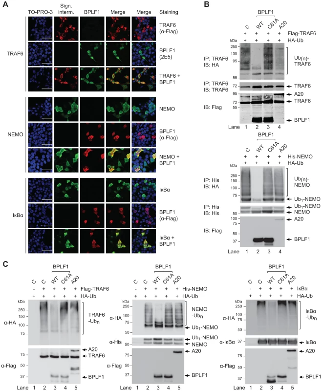 EBV DUB BPLF1 can target K63- and K48-ubiquitinated signaling intermediates.