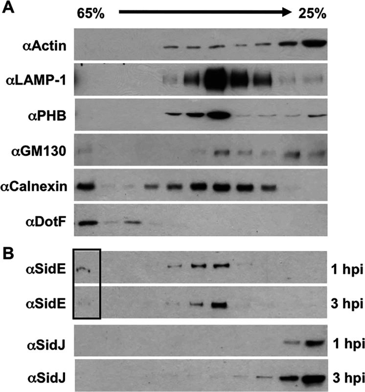 SidE proteins removed from the LCV associate with host organelles.
