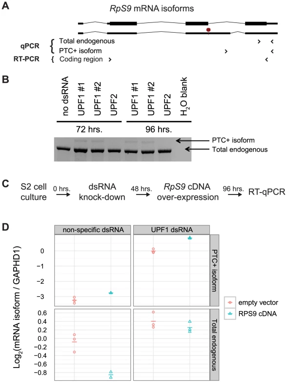 <i>D. melanogaster RpS9</i> is autoregulated by alternative splicing coupled to NMD.