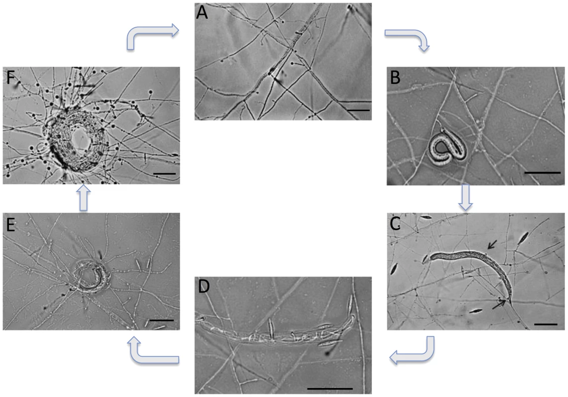 Life cycle of the nematode-trapping fungus <i>M. haptotylum</i>.