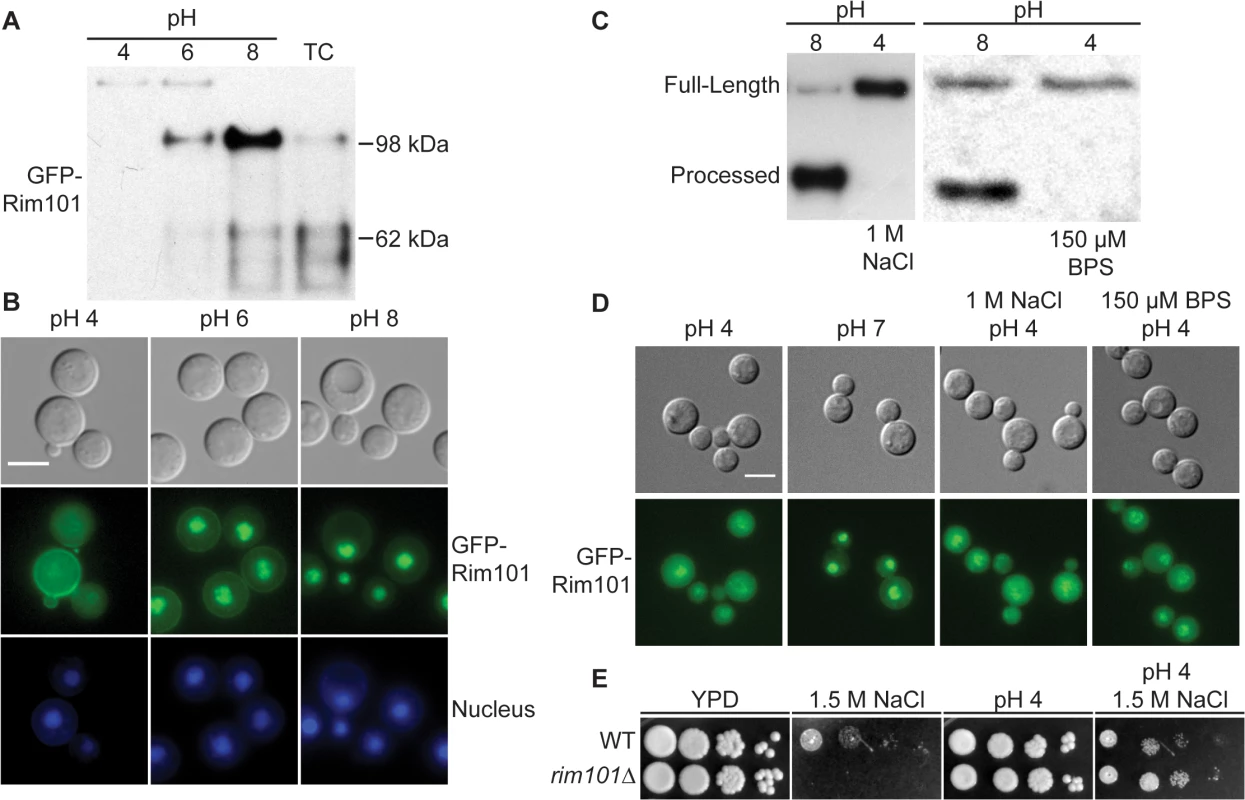 Rim101 proteolysis and nuclear localization are dependent on pH.
