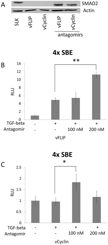 SMAD2 expression and the response to TGF-β were restored by antagomir against the miR-17, 18a, and 20.