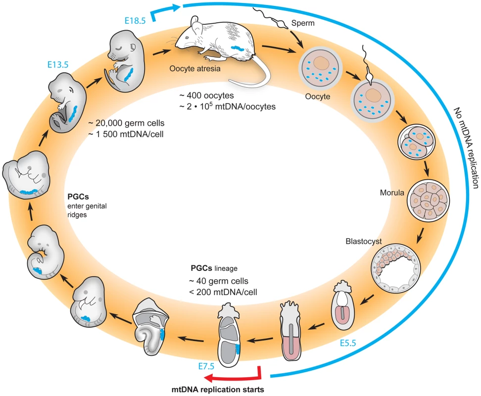 The life cycle of mtDNA within the female germline of mice.
