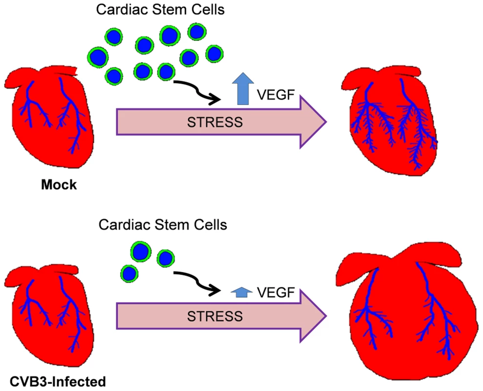 Model of adult heart failure in juvenile CVB3-infected mice.